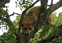 Fox in tree by Neil Salisbury